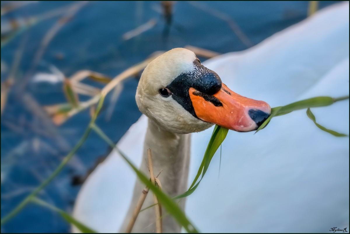 Cygne