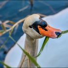 Cygne