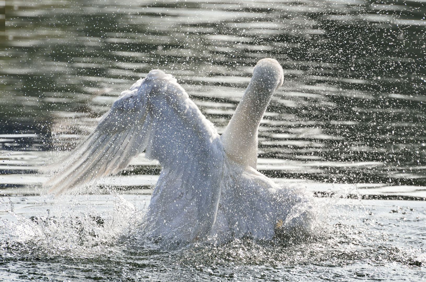 CYGNE............................:))