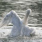 CYGNE............................:))