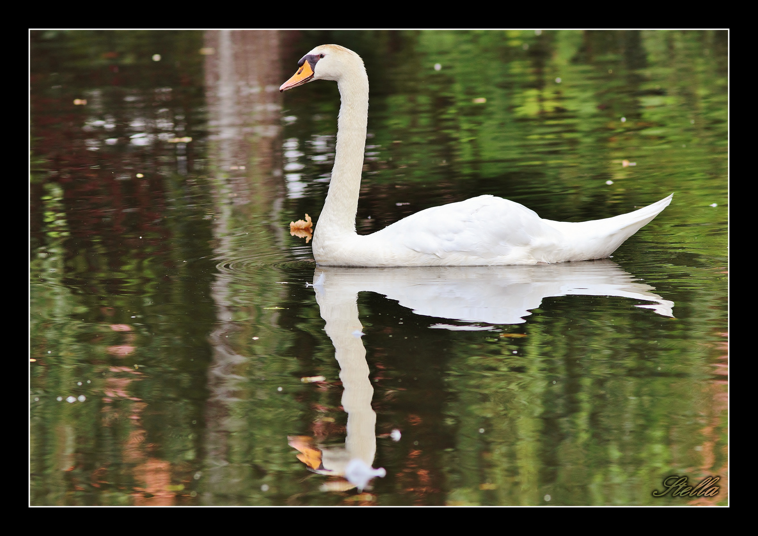 Cygne