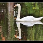 Cygne