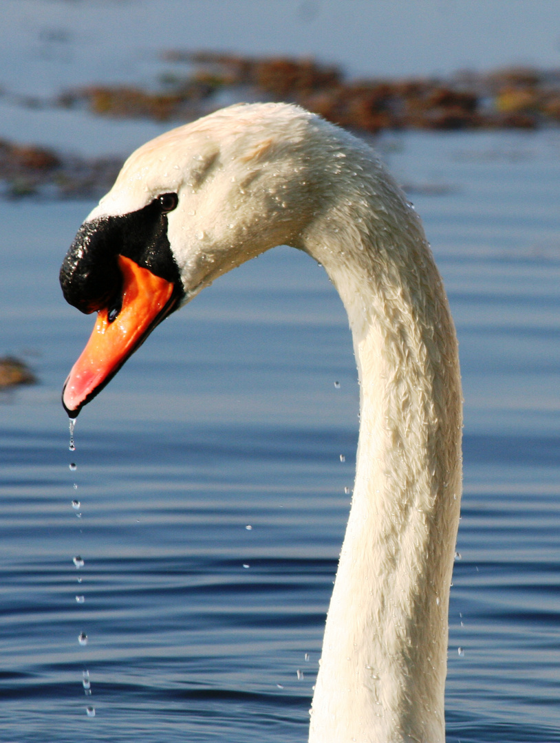 cygne