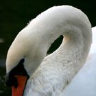 Cygne