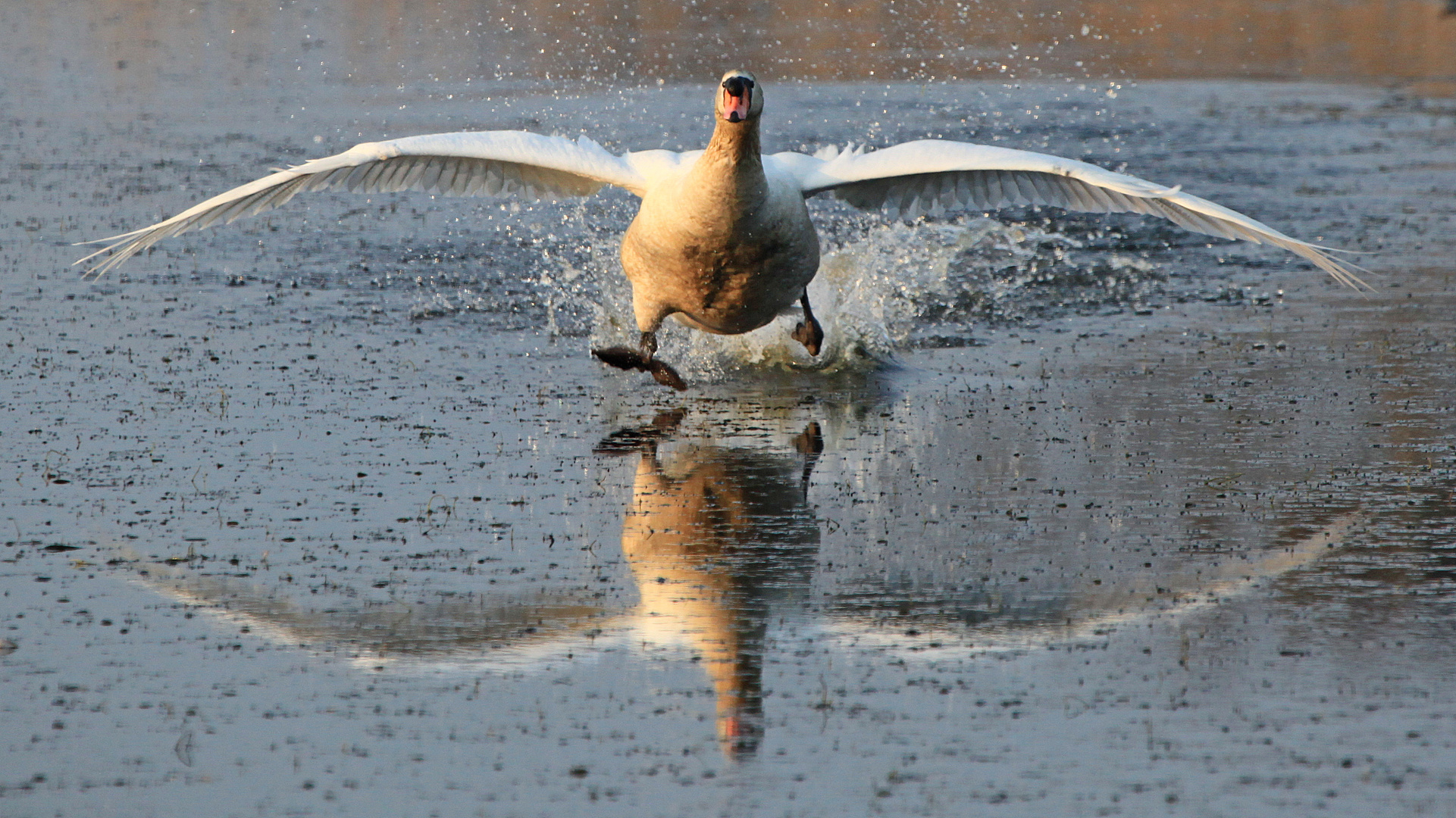 Cygne