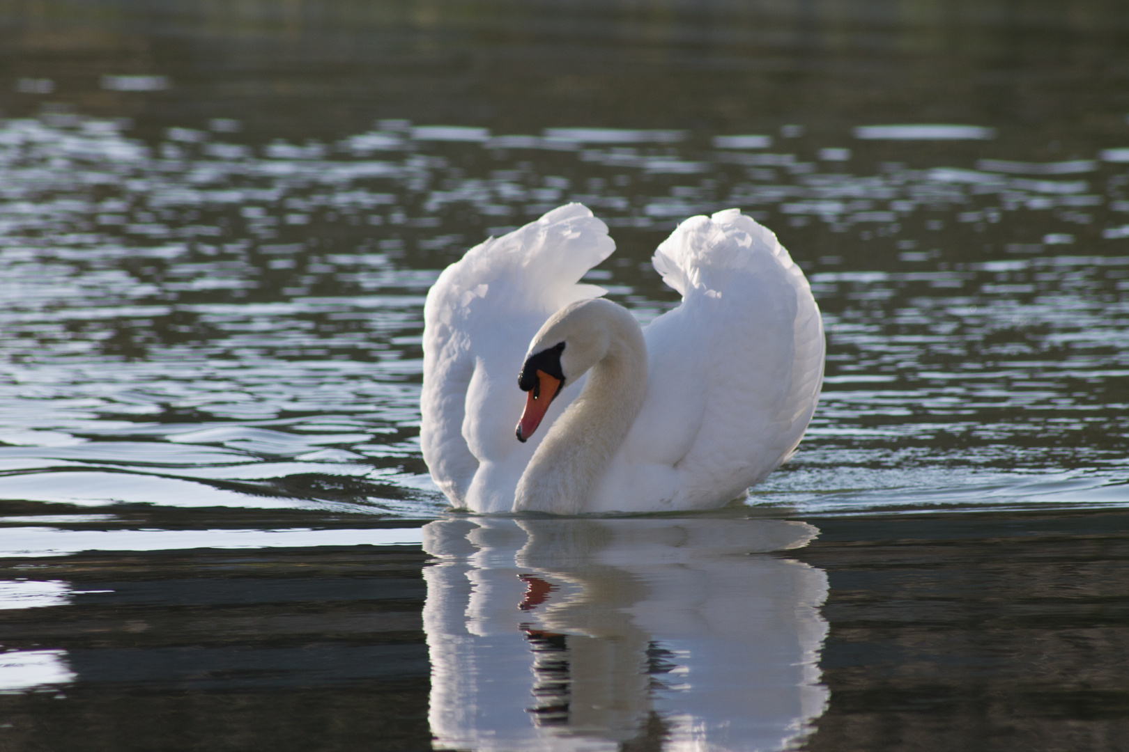 cygne