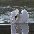 cygne