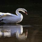 Cygne