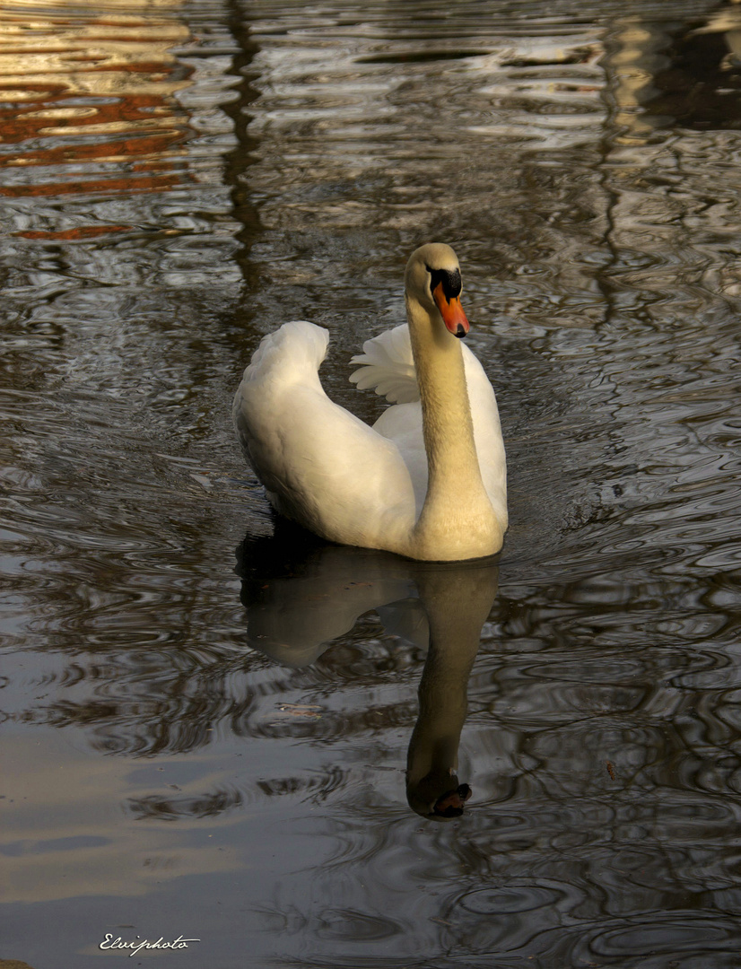 cygne 