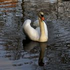 cygne 