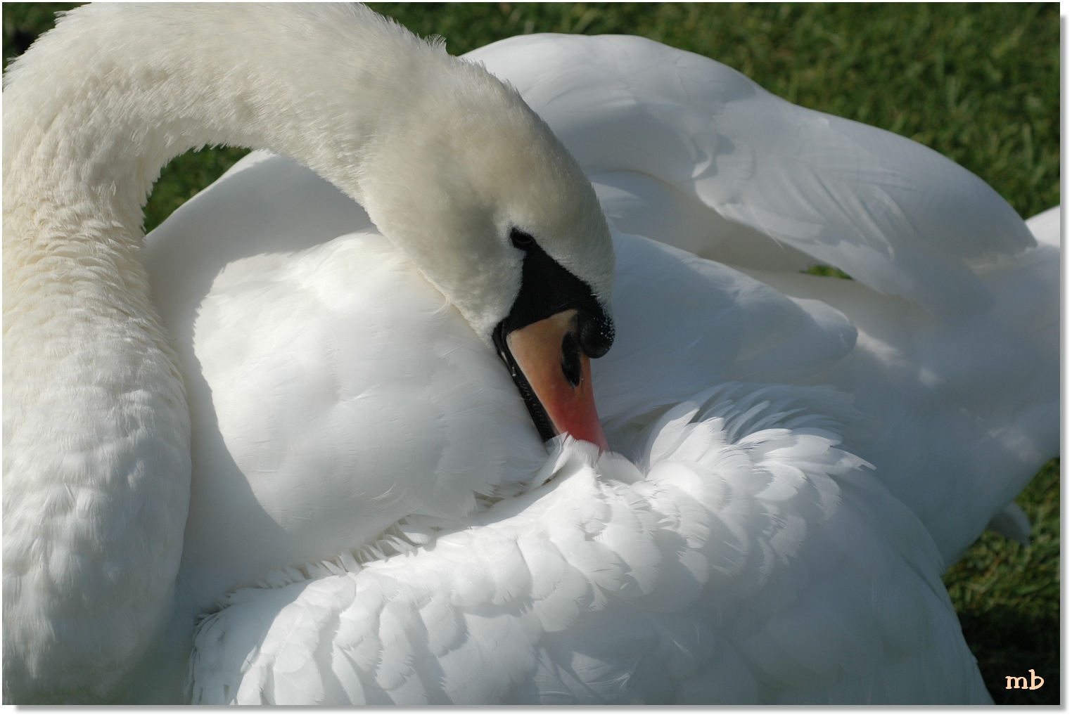 cygne