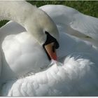 cygne