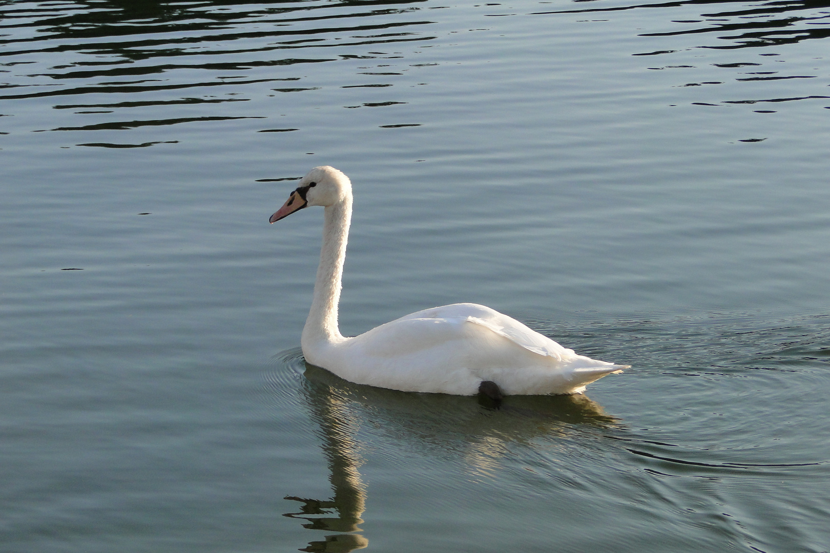 Cygne