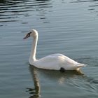 Cygne