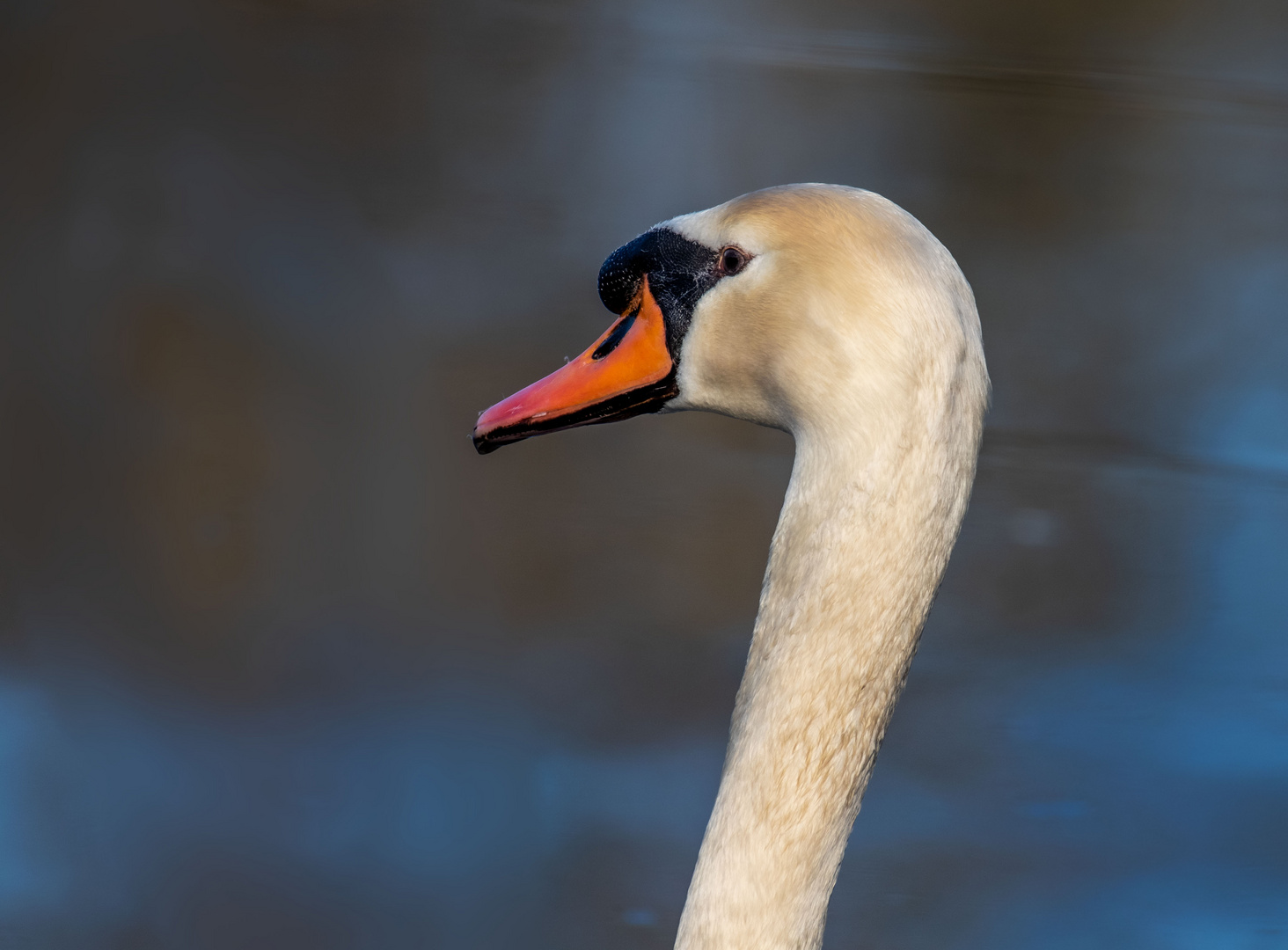 cygne