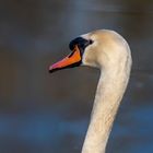 cygne