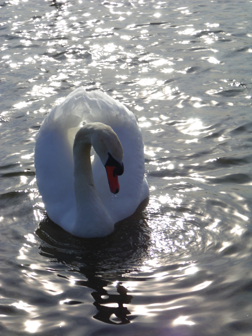 cygne