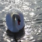 cygne