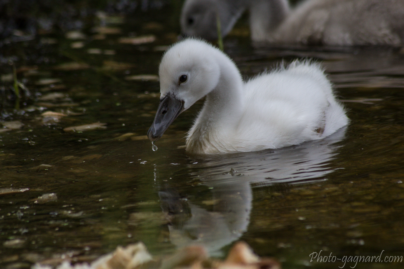 cygne