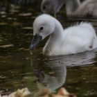 cygne