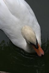 cygne 