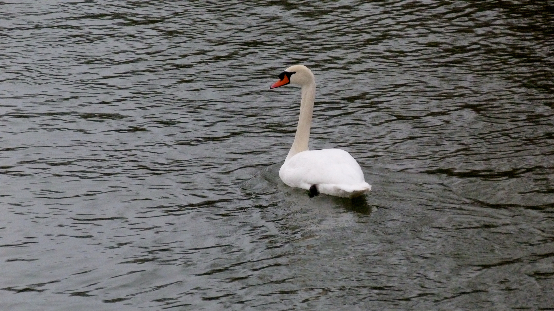 cygne