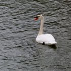 cygne