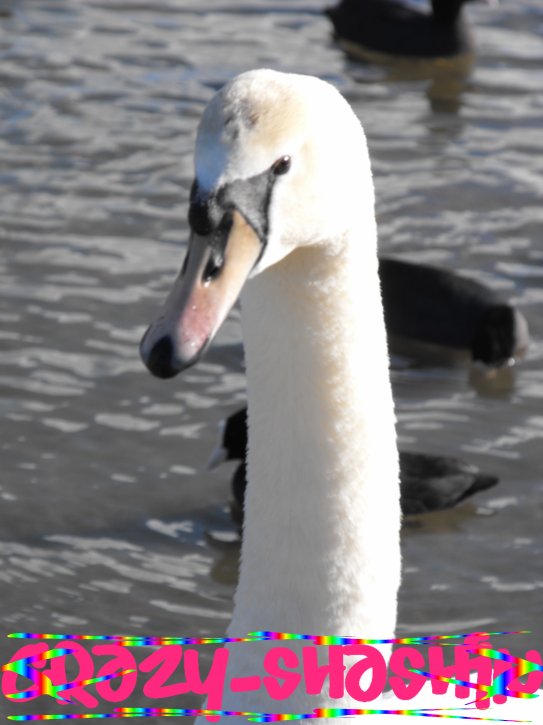 Cygne