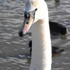 Cygne