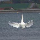 cygne