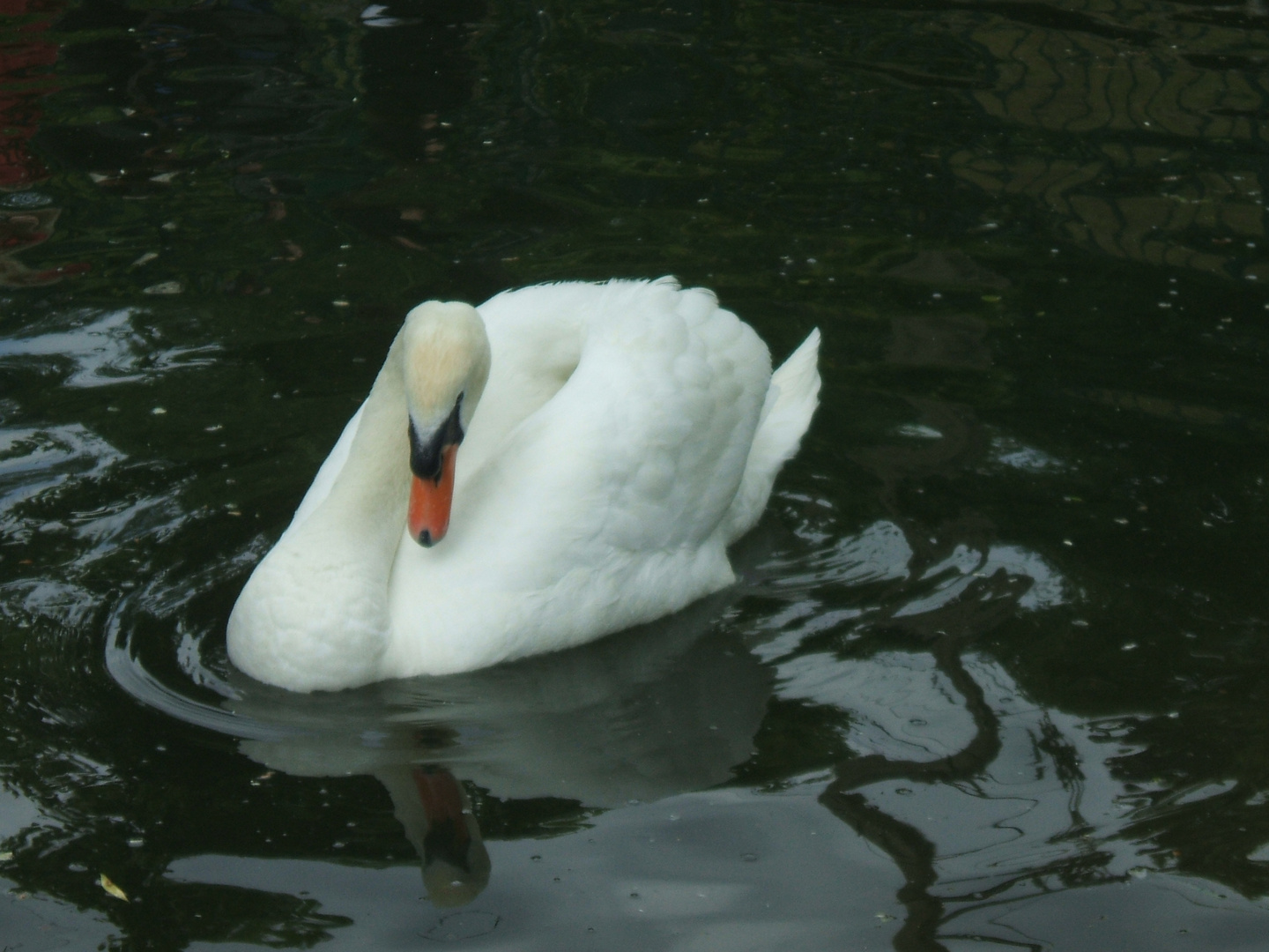 cygne à Fontaine-le-Port