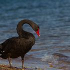 cygne à la plage