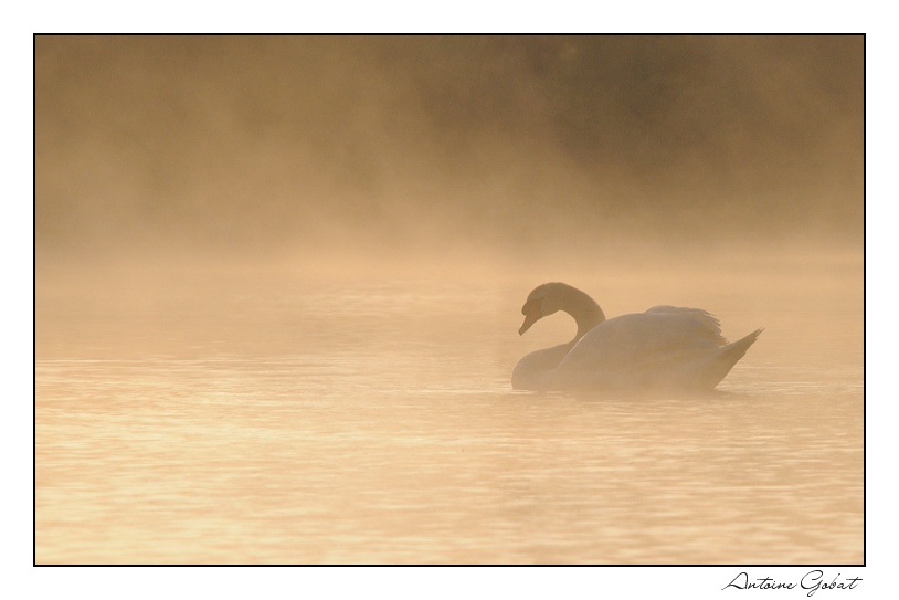 Cygne à l'aube