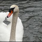 Cygne à Strasbourg