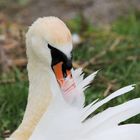 Cygne à Yverdon