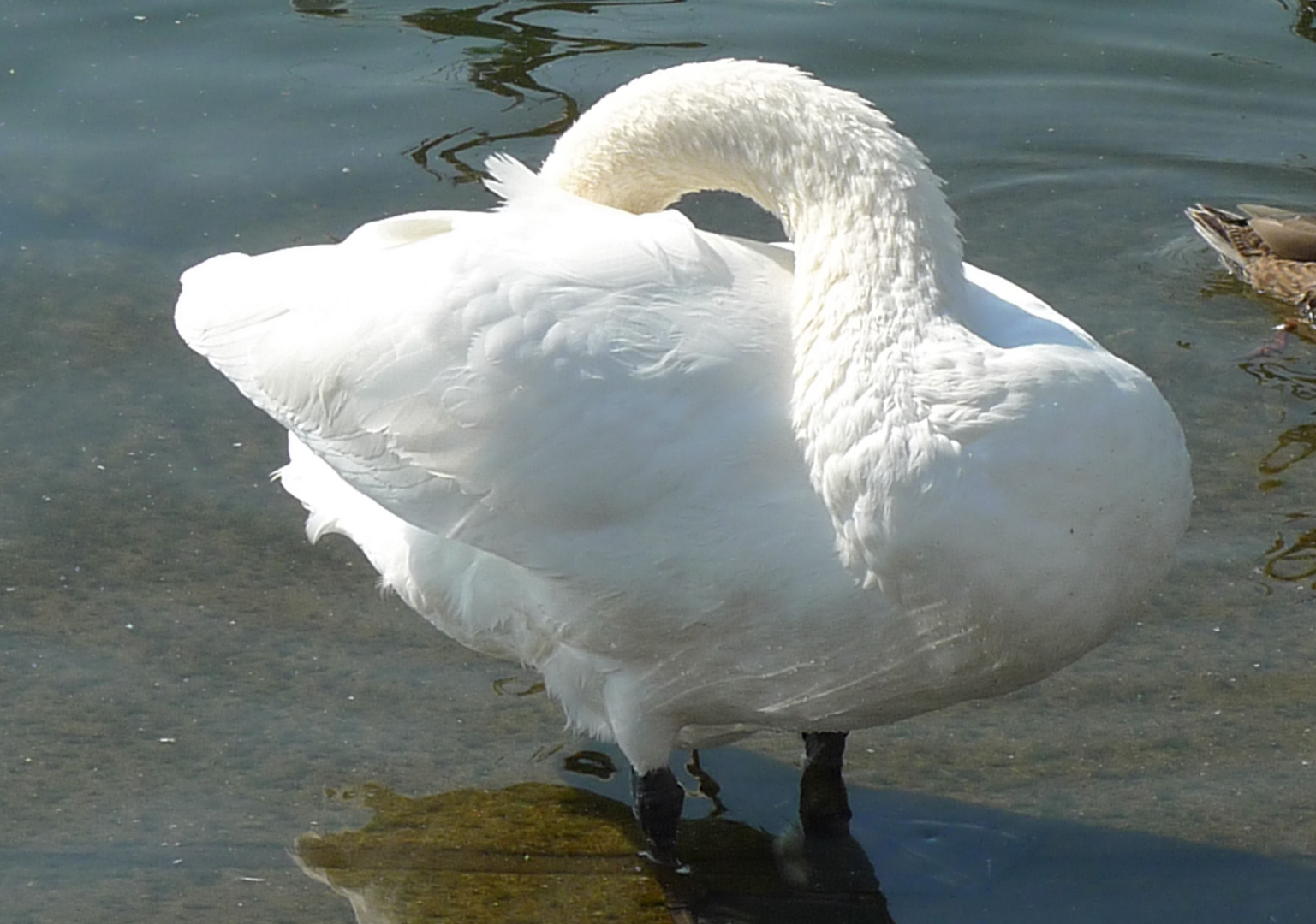 Cygne à Yvoire