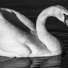 Cygne