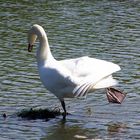 Cygne