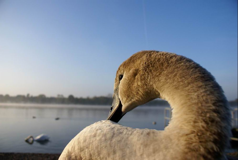 cygne ado