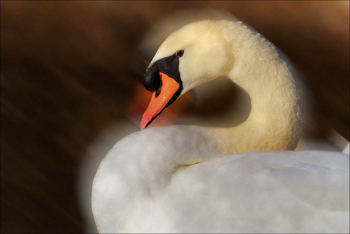 Cygne