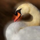 Cygne