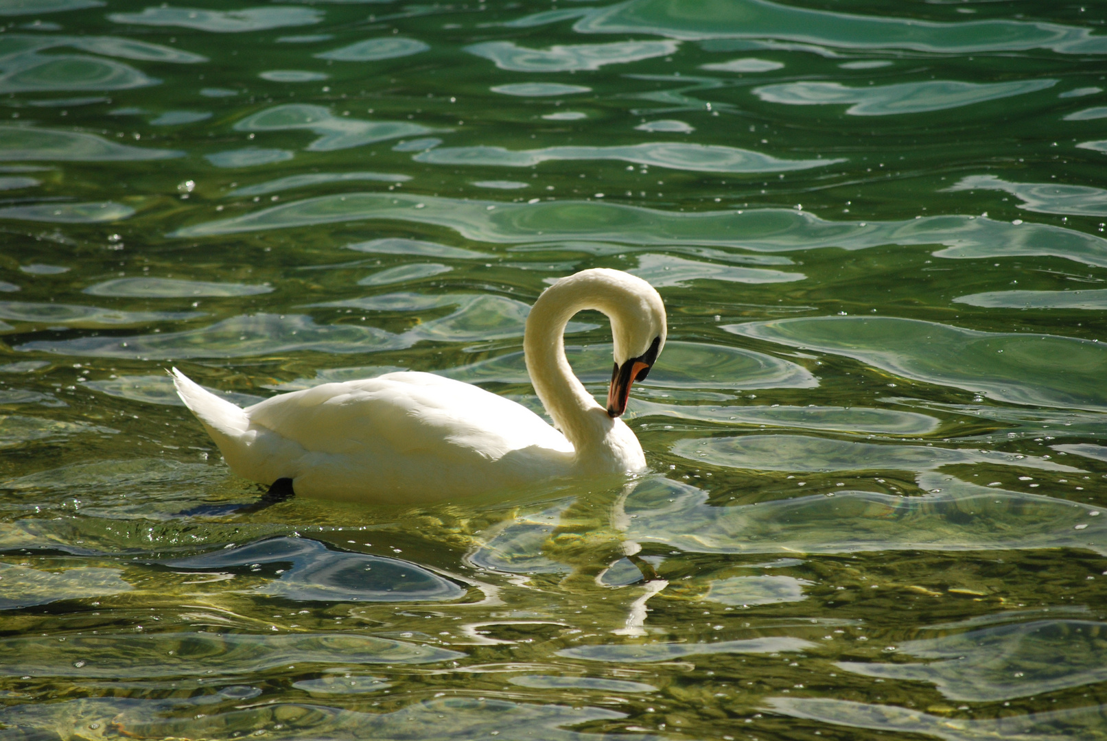 CYGNE