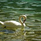 CYGNE