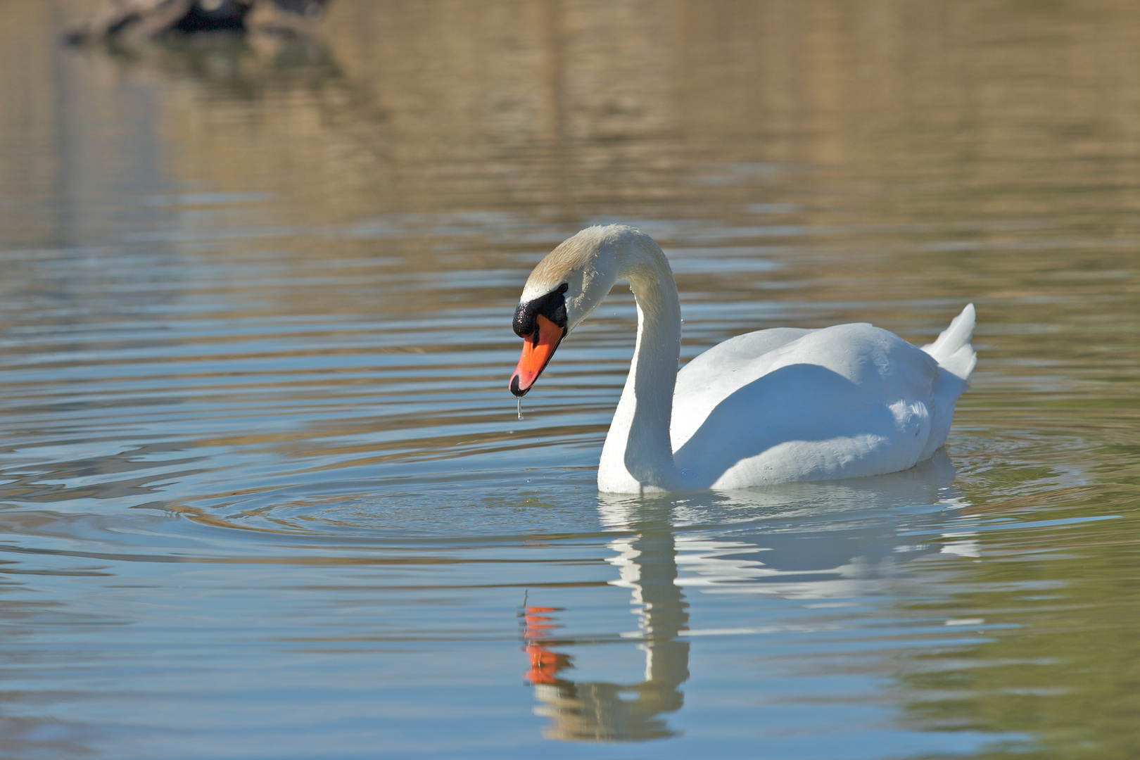 Cygne