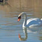 Cygne