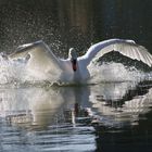 cygne