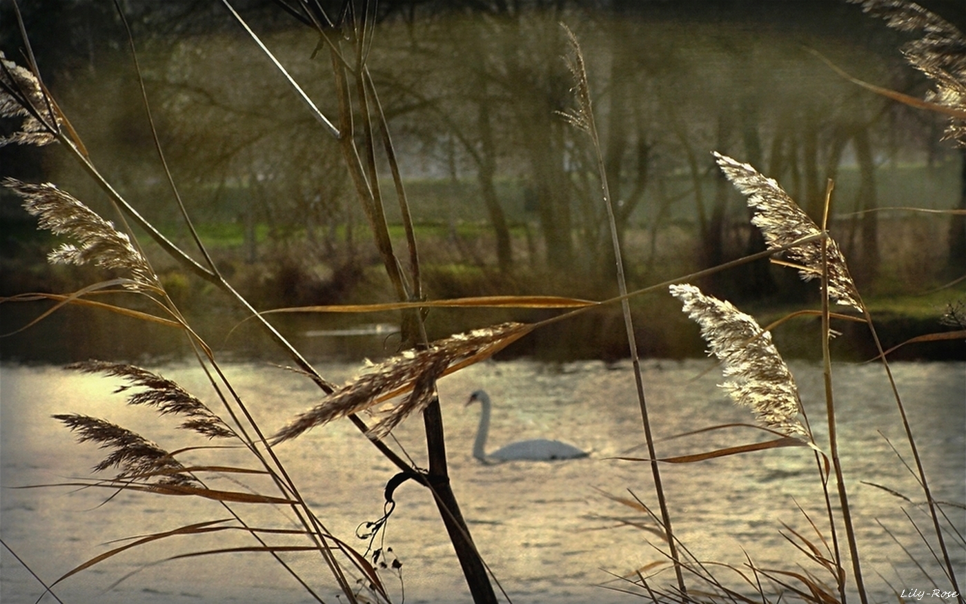 ... Cygne Alizé ...