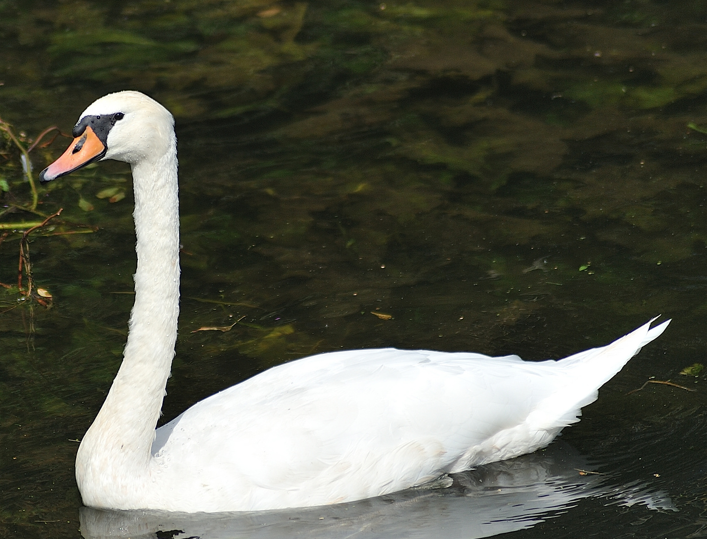 cygne amiénois