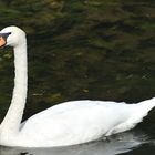 cygne amiénois