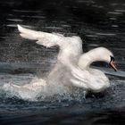 Cygne au bain.